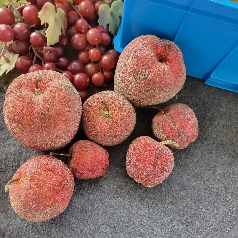 Unbranded vtg fruit